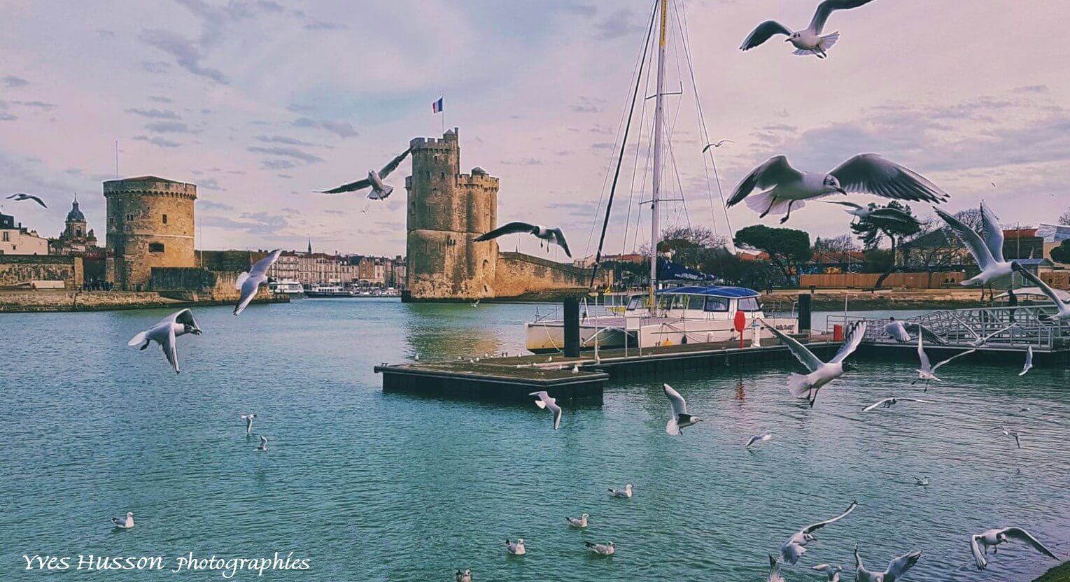 Mouettes devant les tours de La Rochelle